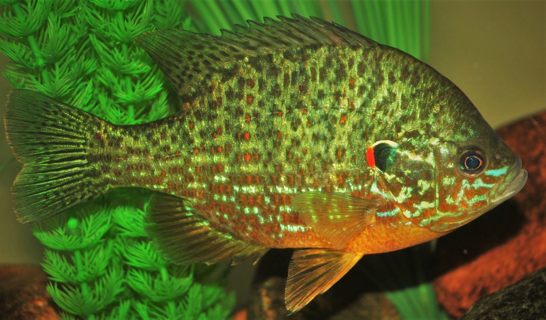 Pumpkinseed sunfish